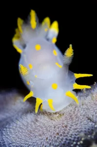 Gastropods Prints: Nudibranch (Polycera quadrilineata) feeding on sea mat (bryozoan) growing on kelp frond