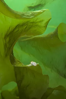 Nudibranch Prints: Nudibranch (Polycera quadrilineata) on kelp fronds