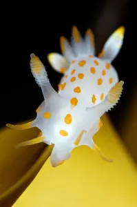 Images Dated 8th February 2009: Nudibranch (Polycera quadrilineata) on Kelp leaf, Moere coastline, Norway, February 2009