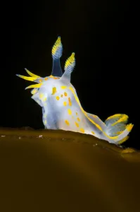 Nudibranch (Polycera quadrilineata) portrait on a kelp frond, Island of Coll, Inner Hebrides