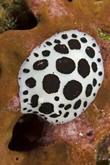 Nudibranch / Sea slug (Discodoris / Peltodoris atromaculata) feeding on a sponge