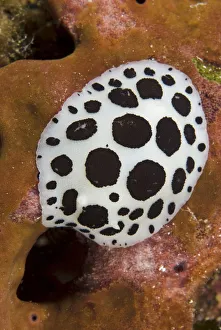 Sponges Prints: Nudibranch / Sea slug (Discodoris / Peltodoris atromaculata) feeding on a sponge