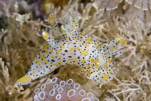 North Atlantic Prints: Nudibranch (Thecacera pennigera) moving past some sea squirts. Channel Islands, UK, June