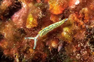 Italy Prints: Nudibranch (Thuridilla hopei) on a reef