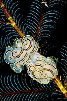 Pattern Gallery: Nudibranchs (Doto greenamyeri) newly described species on feather hydroids