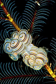 Miispecies Prints: Nudibranchs (Doto greenamyeri) newly described species on feather hydroids
