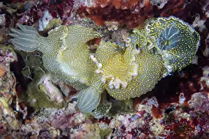Croatia Prints: Nudibranchs (Felimare picta) pair mating, Vis Island, Croatia, Adriatic Sea