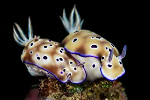 Side By Side Prints: Two Nudibranchs (Hypselodoris tryoni) moving across the seabed