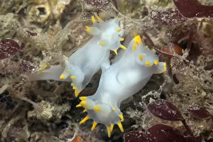 Marine Life of the Channel Islands by Sue Daly Gallery: Nudibranchs mating (Polycera faeroensis) Sark, British Channel Islands, July