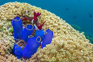 Nudibranchs (Nembrotha chamberlaini) feeding on Tunicates (sea squirt) on a coral reef