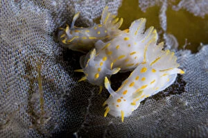 Images Dated 4th October 2008: Three Nudibranchs (Polycera quadrilineata) on Kelp encrusted with Sea-mat / Lacy crust bryozoan