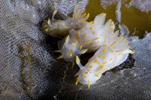 Three Nudibranchs (Polycera quadrilineata) on Kelp encrusted with Sea-mat / Lacy crust bryozoan