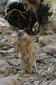 Images Dated 24th July 2008: Numbat (Myrmecobius fasciatus) standing on hind legs, Central Australia