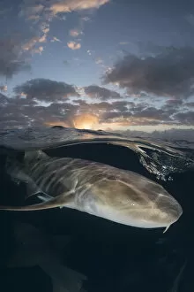 Images Dated 5th November 2020: Nurse shark (Ginglymostoma cirratum) swimming below surface at sunset