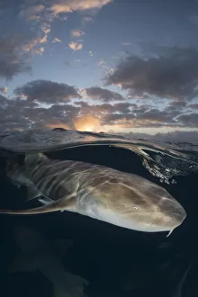 Nurse shark (Ginglymostoma cirratum) swimming below surface at sunset Nurse shark (Ginglymostoma cirratum) swimming below surface at sunset