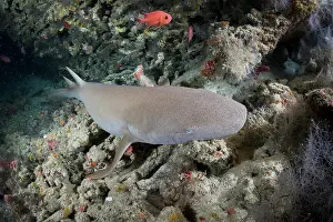 Maldive Islands Prints: Nurse shark (Ginglymostoma cirratum) swimming over a reef