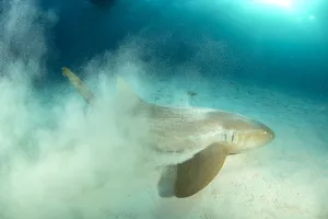 Sanctuary Prints: Nurse shark (Ginglymostoma cirratum) throwing up sand as it hunts in the sandy seabed