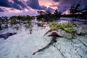 Nurse sharks (Ginglymostoma cirratum) three in a courtship dance at sunrise in a
