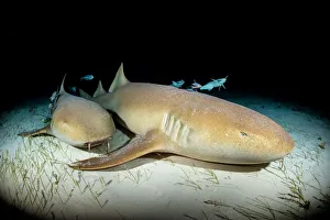 Nurse sharks (Ginglymostoma cirratum) over seagrass at night. White spiracle behind eye is visible