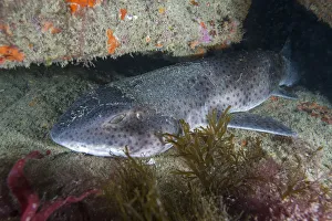 Images Dated 30th July 2015: Nursehound (Scyliorhinus stellaris) Sark, British Channel Islands, August