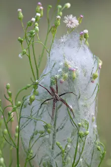 Brasschaat Prints: Nursery web spider (Pisaura mirabilis) female