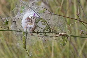 Parental Prints: Nursery web spider (Pisaura mirabilis) female
