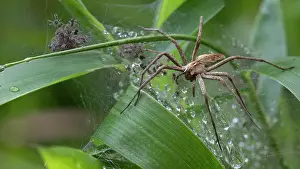 Brasschaat Prints: Nursery web spider (Pisaura mirabilis) on web guarding spiderlings