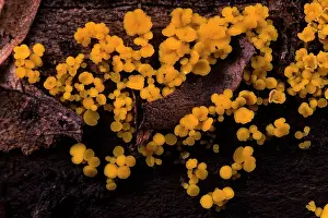 Leotiomycetes Prints: Nut disco fungus (Hymenoscyphus fructigenus) growing on a rotten log