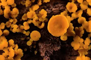 Leotiomycetes Prints: Nut disco fungus (Hymenoscyphus fructigenus) growing on a rotten log