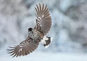 Songbird Gallery: Nutcracker (Nucifraga caryocatactes) in flight with wings spread, Sipoo, Finland. January