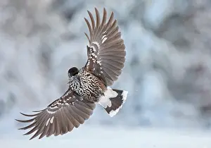 Plumage Prints: Nutcracker (Nucifraga caryocatactes) in flight with wings spread, Sipoo, Finland. January