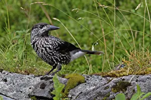 Spotted Prints: Nutcracker (Nucifraga caryocatactes) perched on a rock, Switzerland. August