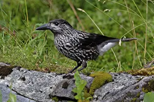 Spotted Prints: Nutcracker (Nucifraga caryocatactes) perched on a rock, Switzerland. August