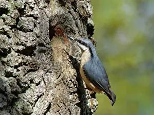 Nest Hole Prints: Nuthatch (Sitta europaea) peering into nest hole in a hollow tree trunk