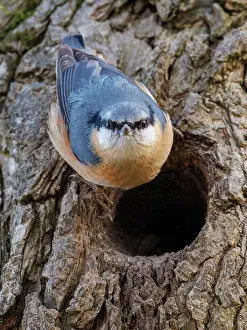 Nest Hole Prints: Nuthatch (Sitta europaea) perched at entrance to nesting hole