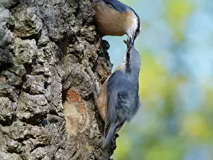 Spring Prints: Nuthatches (Sitta europaea) pair