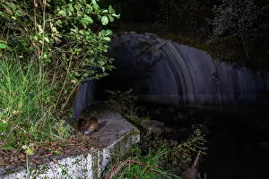 Safety Prints: Nutria (Myocastor coypus) using a wildlife underpass below the A89 highway and above the Deirot river at night