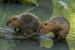 Alien Species Prints: Two Nutrias (Myocastor coypus) resting on fallen tree trunk in pond