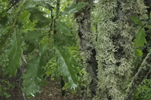 Oak leaves and lichen in forest, Konjsko region, Galicica National Park, Macedonia