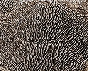 Textured Prints: Oak mazegill fungus (Daedalea quercina) underside showing gills, Surrey, UK. April