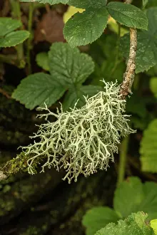 Sussex Prints: Oak moss lichen (Evernia prunastri) growing on branch, Sussex, England, UK. October