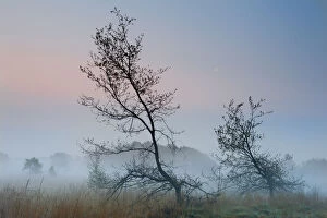 Oak (Quercus robur) at dawn, Klein Schietveld, Brasschaat, Belgium