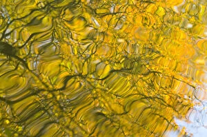 Abstract Collection: Oak (Quercus robur) and Goat Willow (Salix caprea) leaves reflected in pool to create