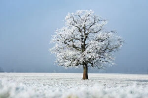 Cool Coloured Woodlands Collection: Oak (Quercus robur) tree covered in hoarfrost in frosty field in winter, Bavaria, Germany. January