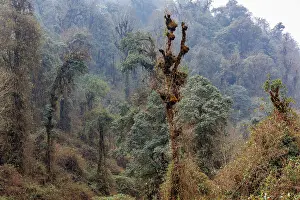 Himalaya Prints: Oak (Quercus sp.) forest in the sub-alpine zone