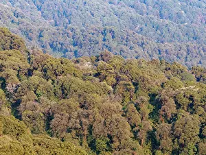 Himalaya Prints: Oak (Quercus sp.) forest in the sub-alpine zone