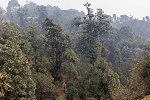 Himalaya Prints: Oak (Quercus sp.) forest in the sub-alpine zone