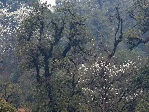 Himalaya Prints: Oak (Quercus sp.) forest in the sub-alpine zone