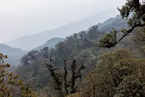 Himalaya Prints: Oak (Quercus sp.) forest in the sub-alpine zone