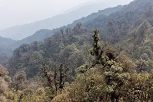 Himalaya Prints: Oak (Quercus sp.) forest in the sub-alpine zone